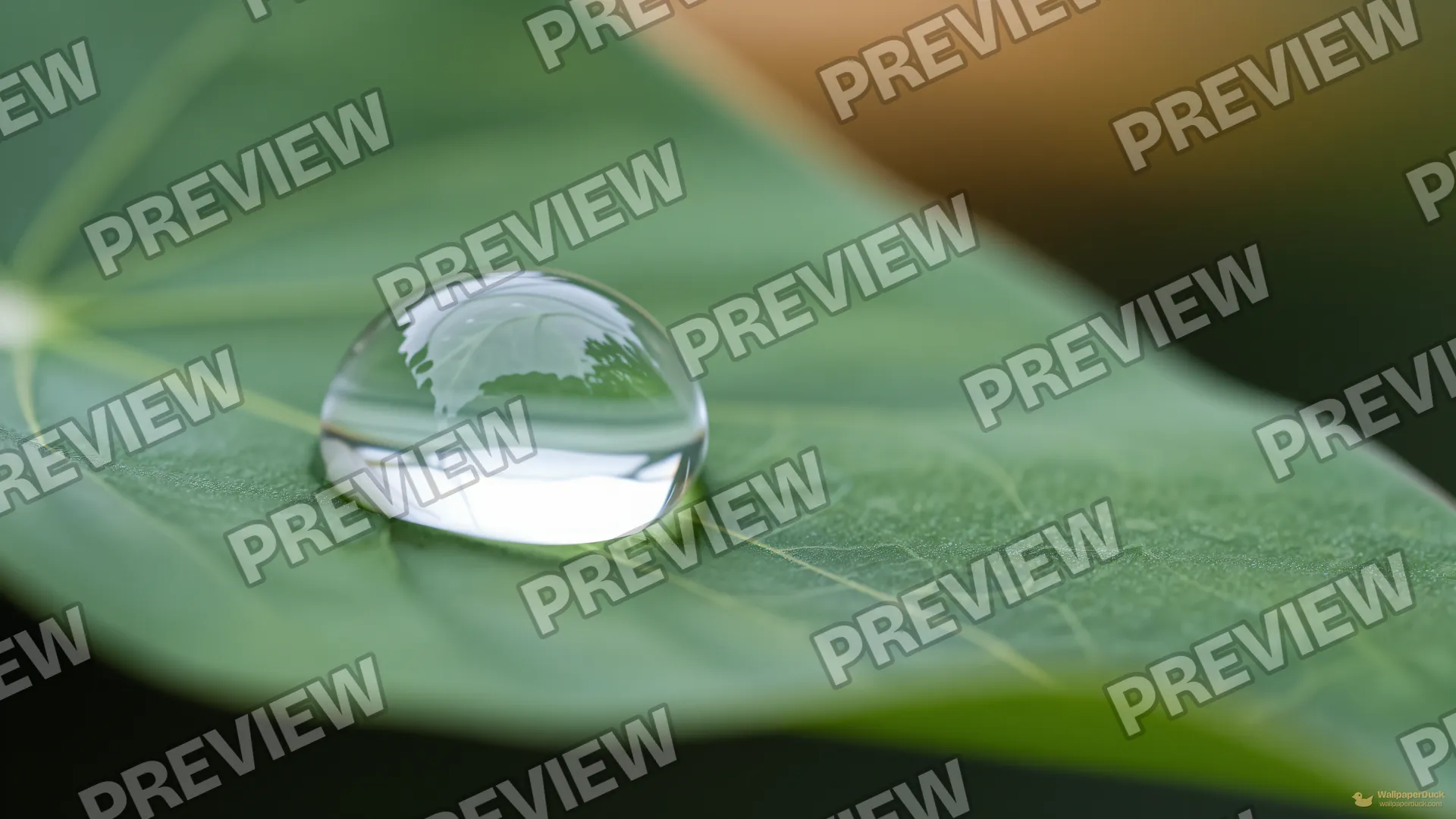 Droplet Refraction Study — Botanical macro 4K wallpaper