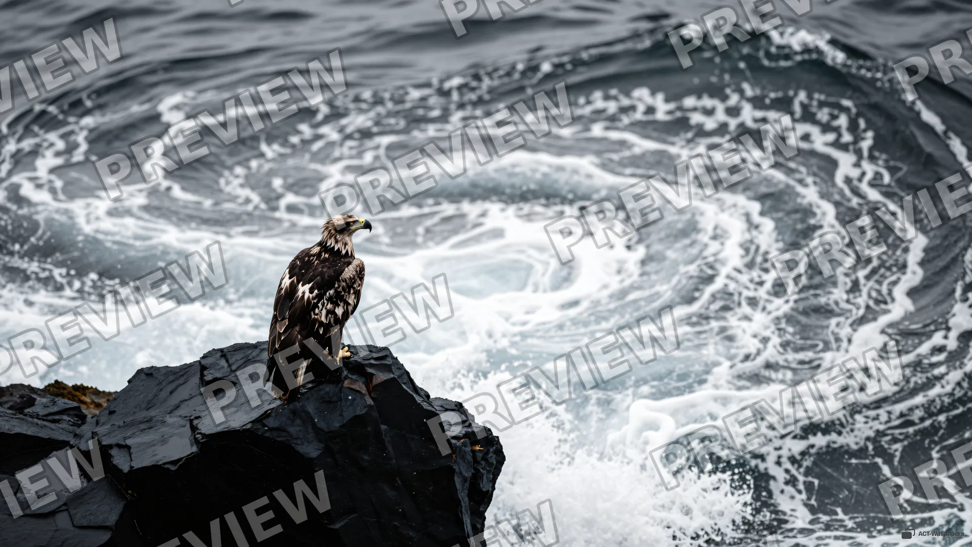 Aerial Basalt Sentinel — Sea eagle on the shore 4K wallpaper