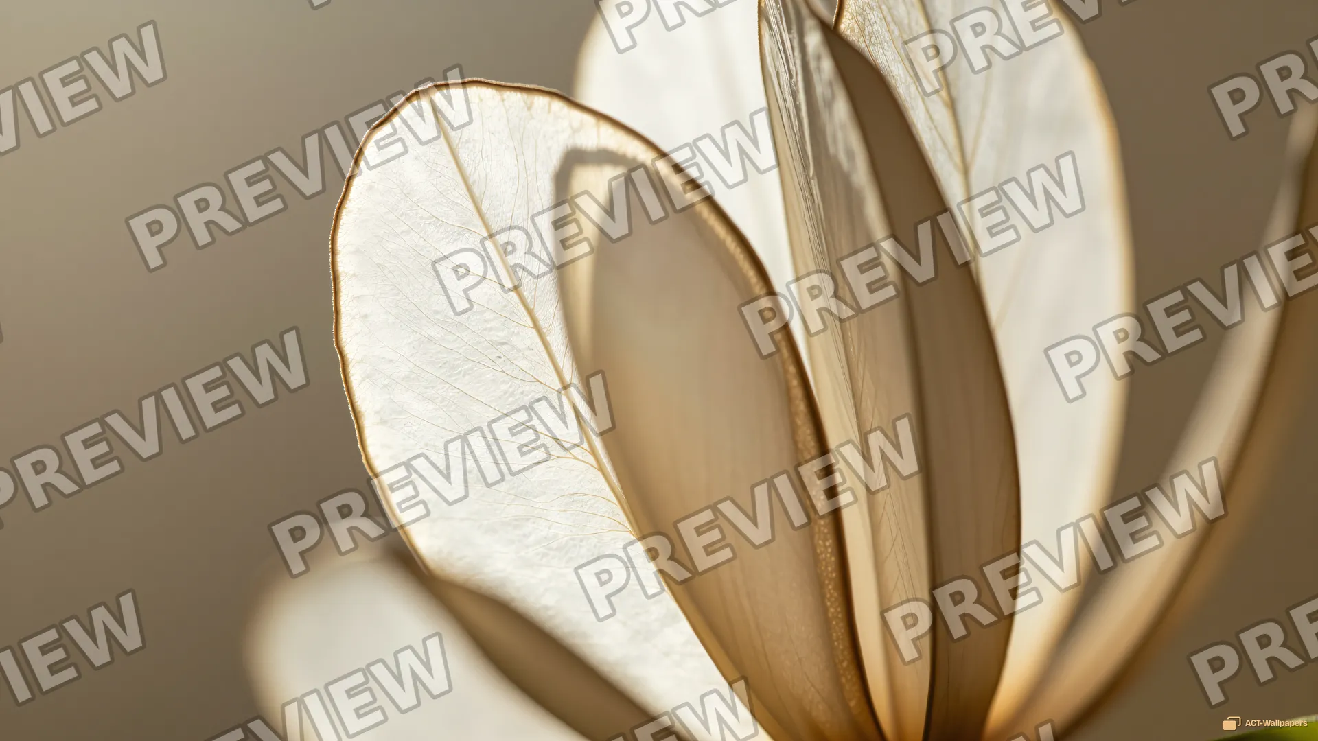Backlit Seed Pod Macro — Dried botanicals 4K wallpaper