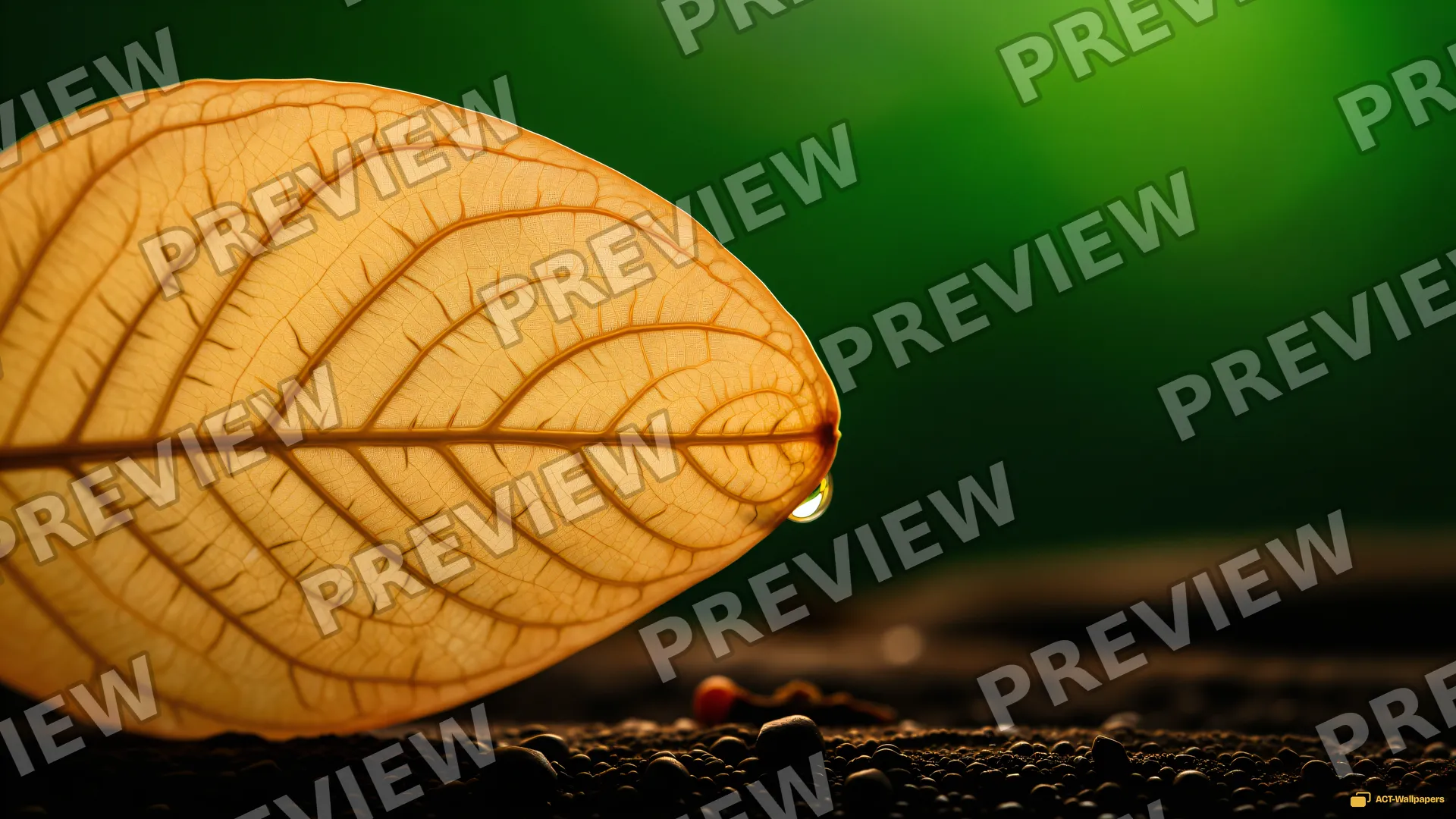 Amber Petal Macro — Botanical macro 4K wallpaper