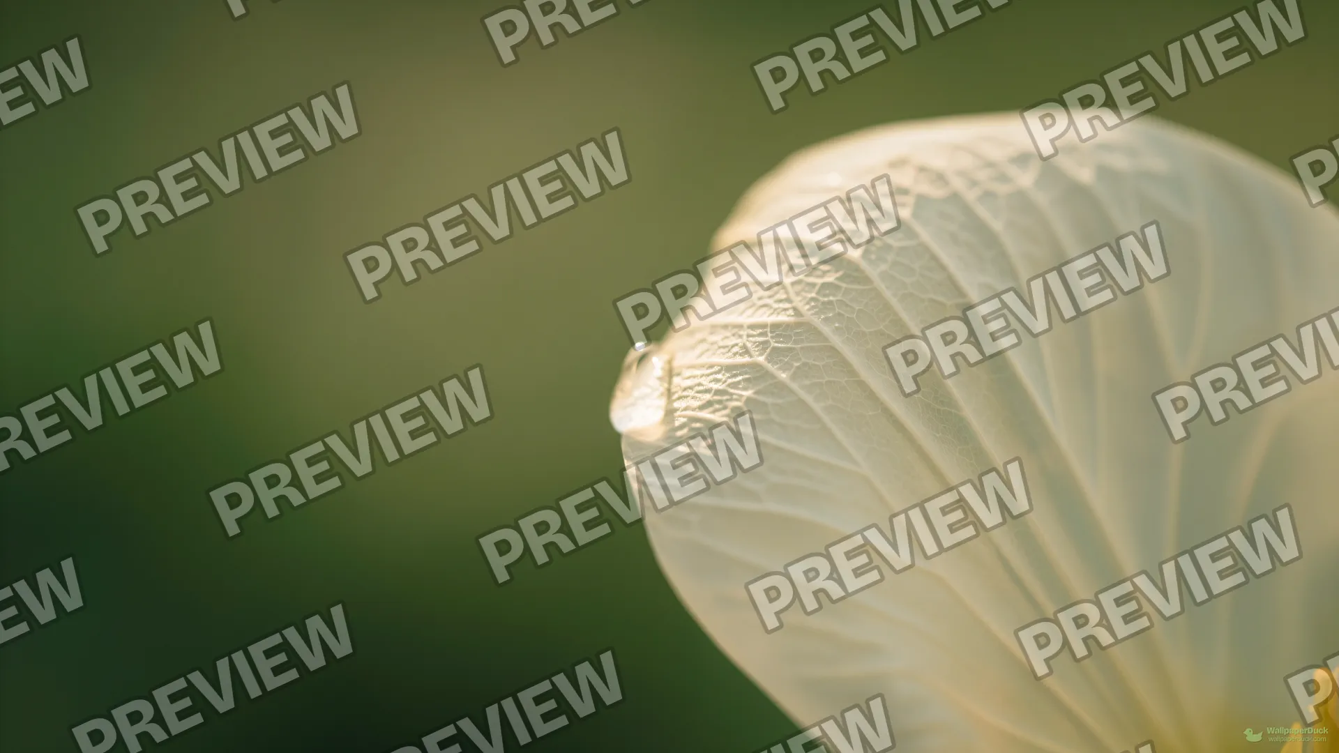 Translucent Petal Edge — Botanical macro 4K wallpaper