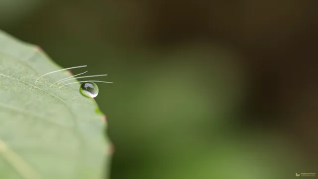 Leaf Cilia and Dew — Botanical macro 4K wallpaper