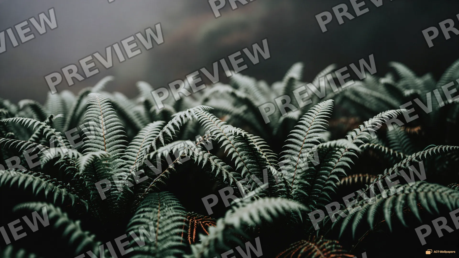 Quiet Sage Thicket — Sage atmosphere 4K wallpaper