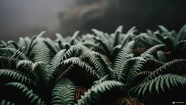 Quiet Sage Thicket — Sage atmosphere 4K wallpaper