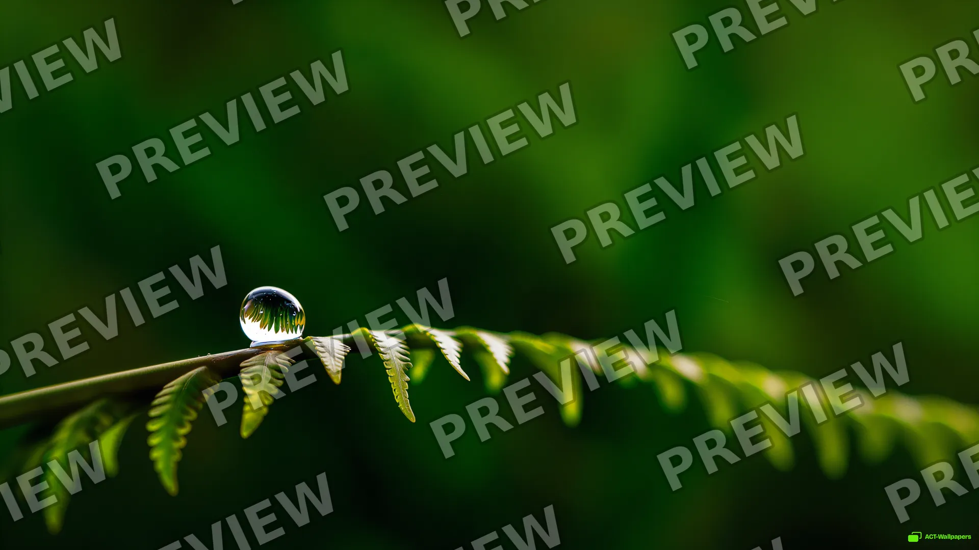 Fern Tip Water Droplet — Botanical macro 4K wallpaper