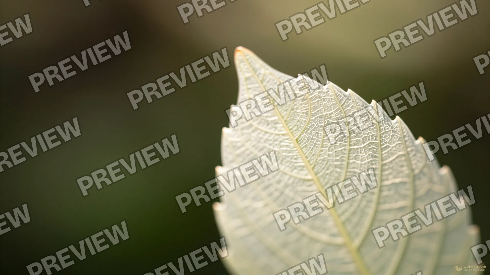 Translucent Leaf Edge — Botanical macro 4K wallpaper