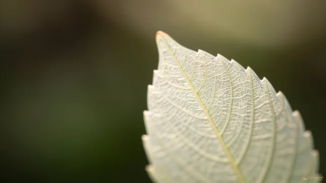 Translucent Leaf Edge — Botanical macro 4K wallpaper