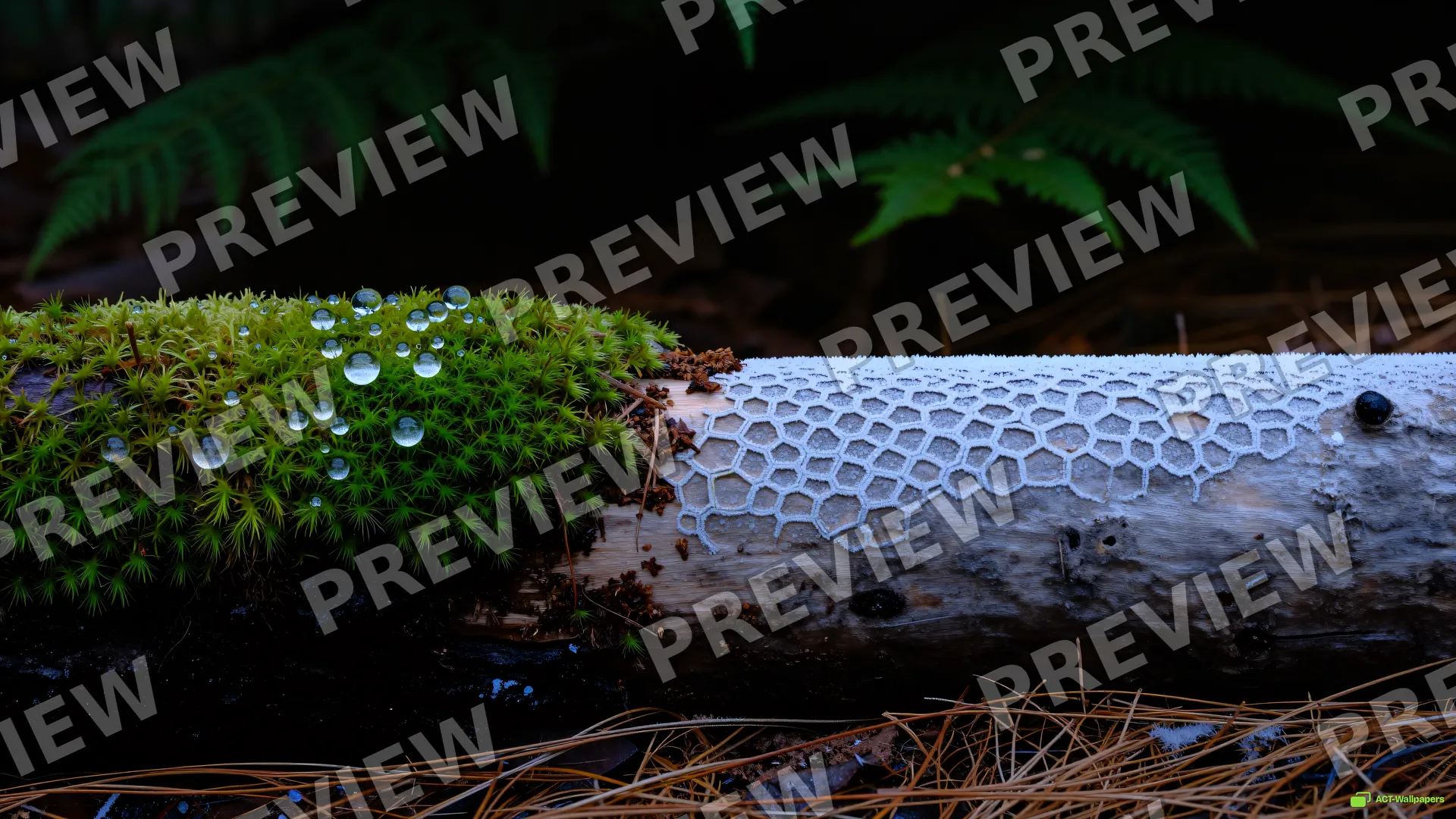 Split Season Fungus Macro — Split-season sports 4K wallpaper