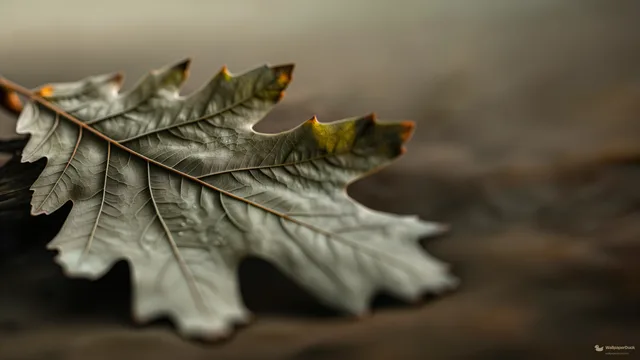 Weathered Oak Leaf Macro — Botanical macro 4K wallpaper