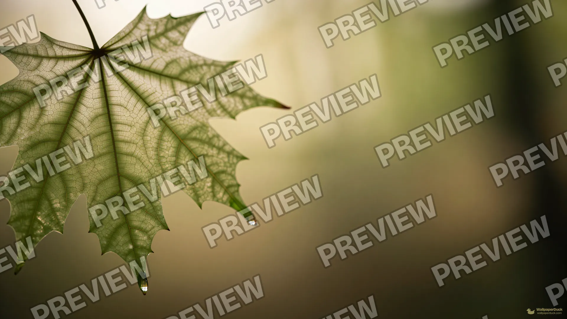 Maple Vein Backlight — Botanical macro 4K wallpaper