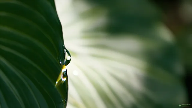 Hosta Droplet Tension — Botanical macro 4K wallpaper