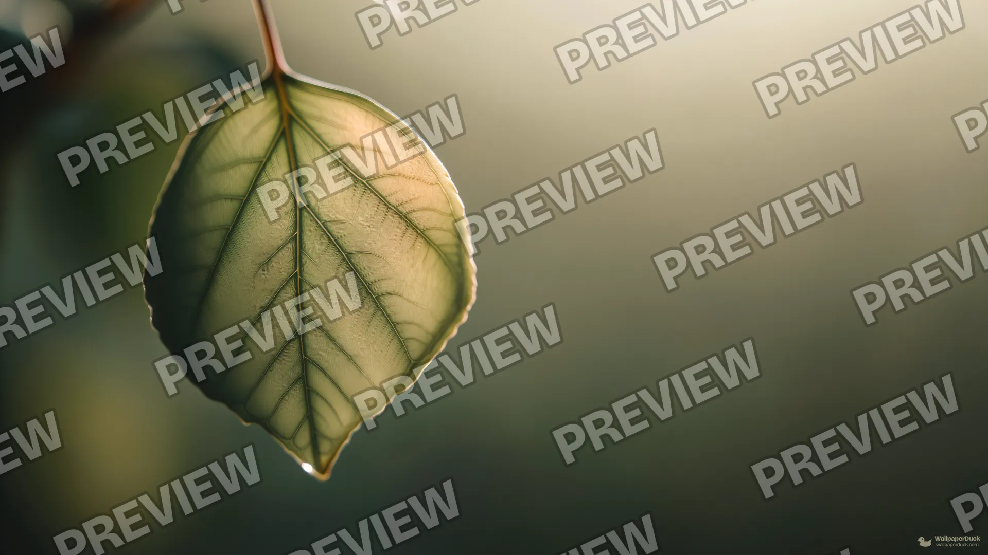 Rose Leaflet Vein Detail — Botanical macro 4K wallpaper