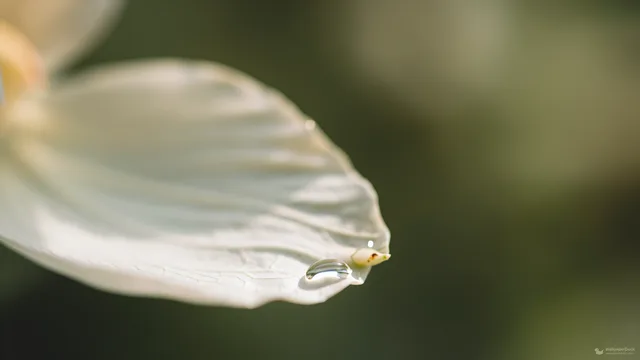 Translucent Petal Edge — Botanical macro 4K wallpaper