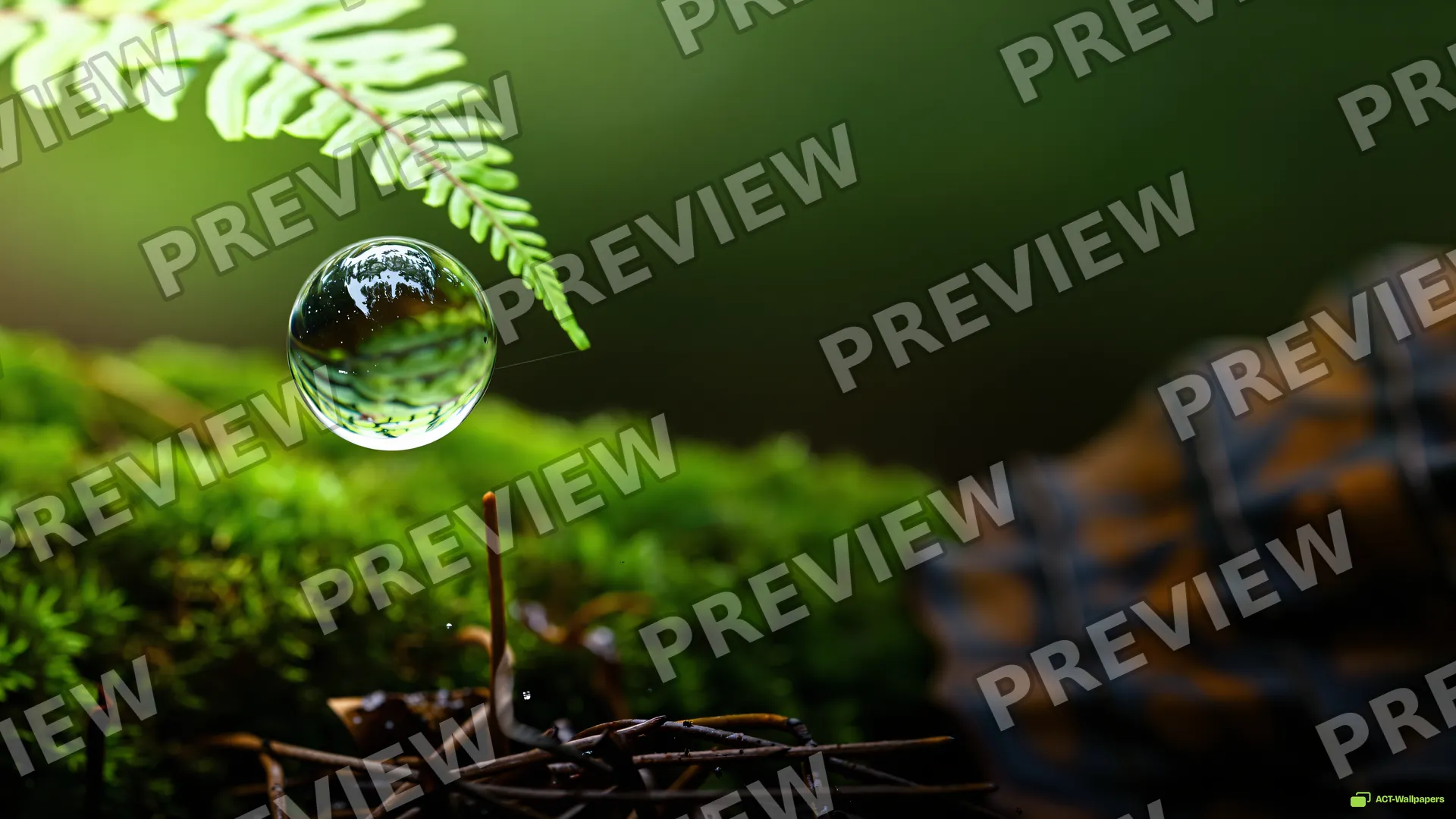 Fern Droplet Refraction — Botanical macro 4K wallpaper
