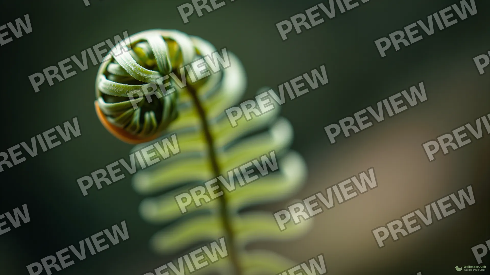 Unfurling Fern Frond Macro — Botanical macro 4K wallpaper