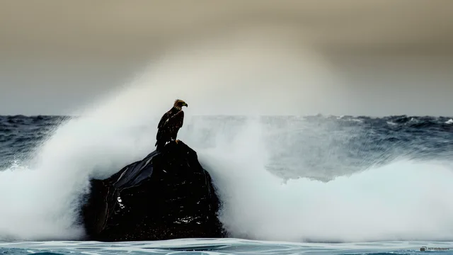 Isolated Basalt Perch — Sea eagle on the shore 4K wallpaper