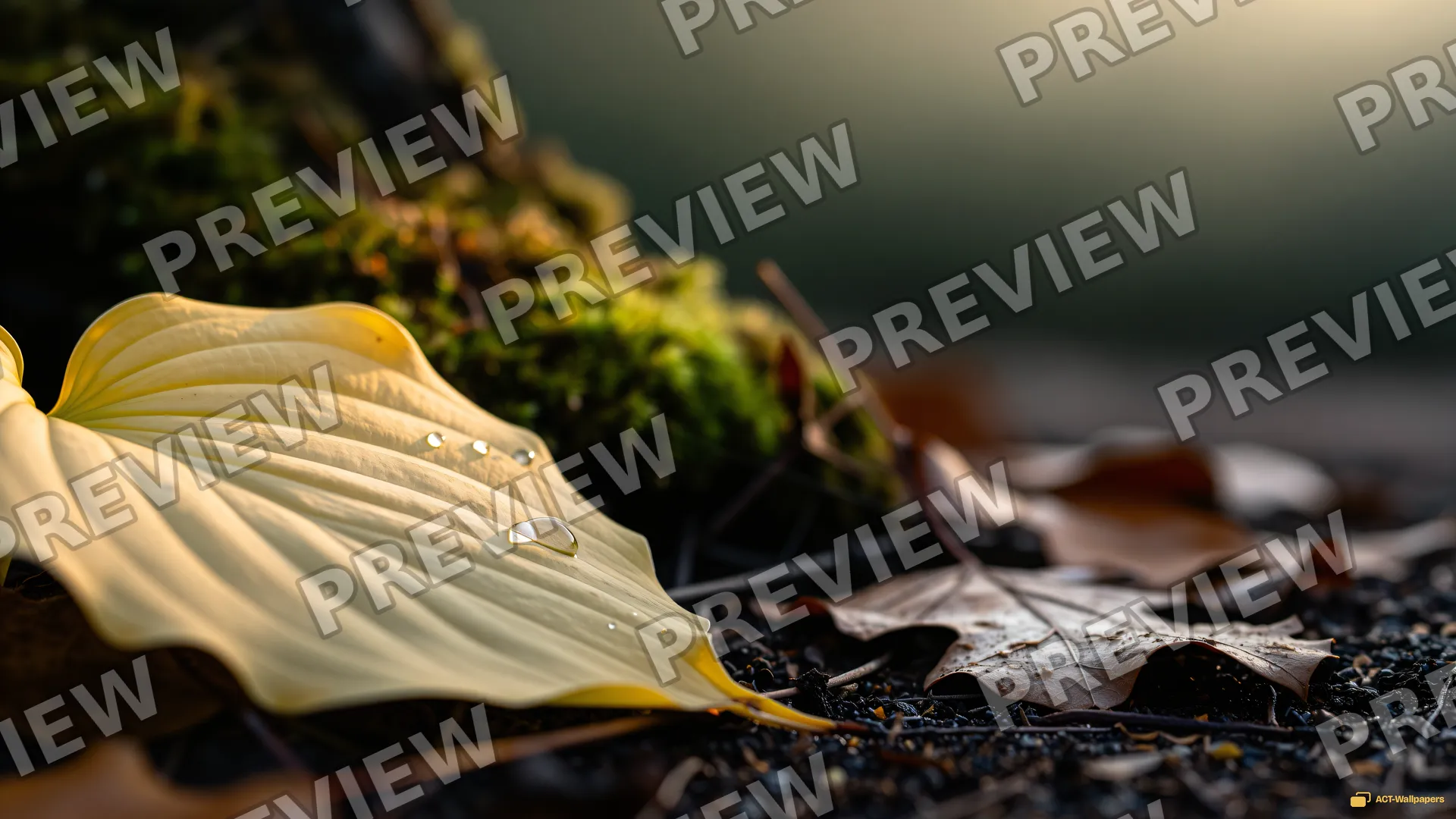 Hosta Leaf Autumn Macro — Botanical macro 4K wallpaper