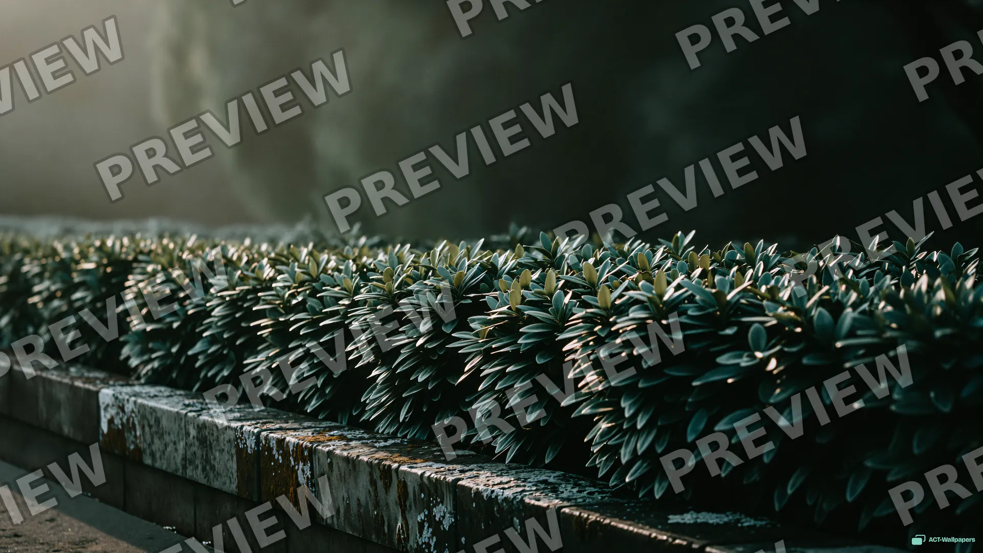 Quiet Sage Hedgerow — Sage atmosphere 4K wallpaper