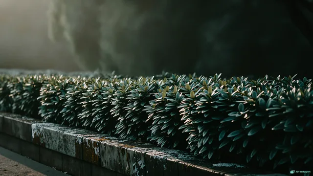 Quiet Sage Hedgerow — Sage atmosphere 4K wallpaper