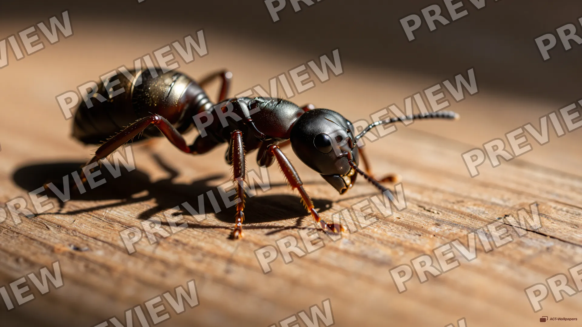 Giant Ant on Oak — Giant ant surface 4K wallpaper