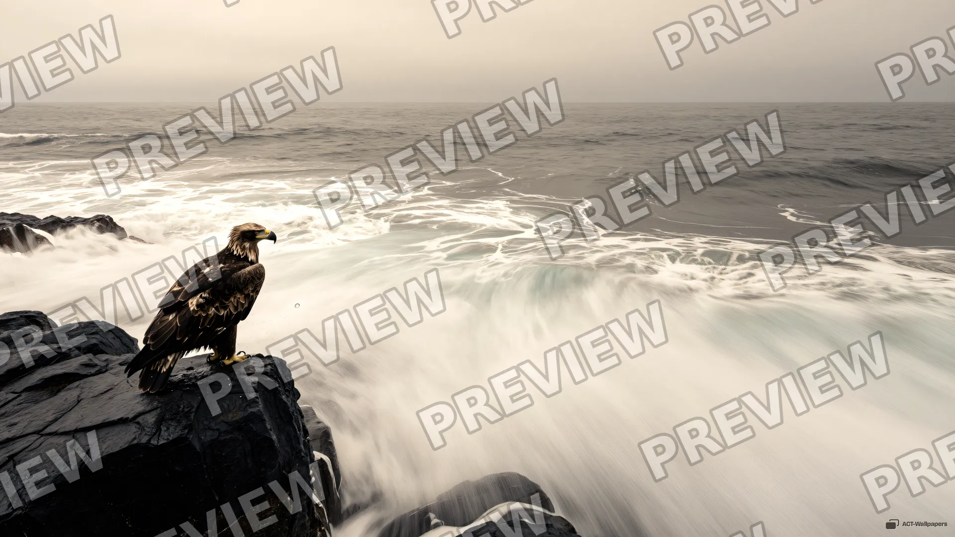 Aerial Basalt Perch — Sea eagle on the shore 4K wallpaper