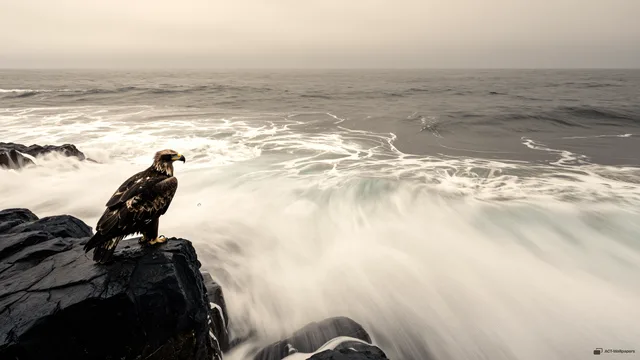 Aerial Basalt Perch — Sea eagle on the shore 4K wallpaper