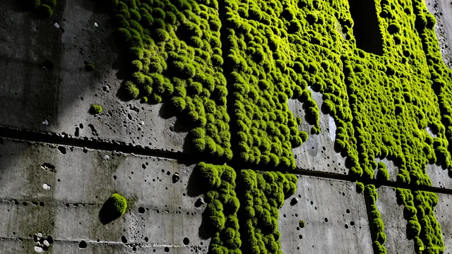 Brutalist Moss Wall — Rustic concrete texture 4K wallpaper