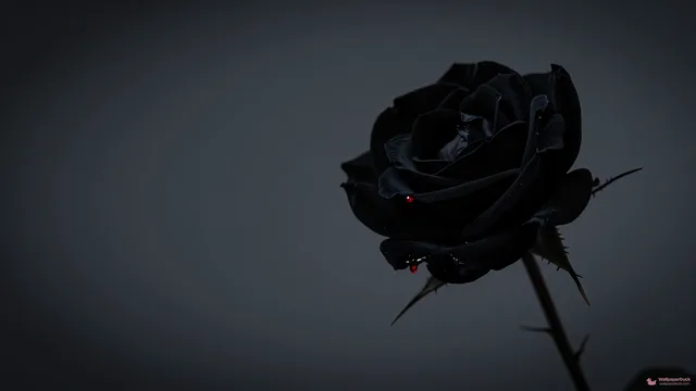 Black Rose in Void — Seasonal palette 4K wallpaper