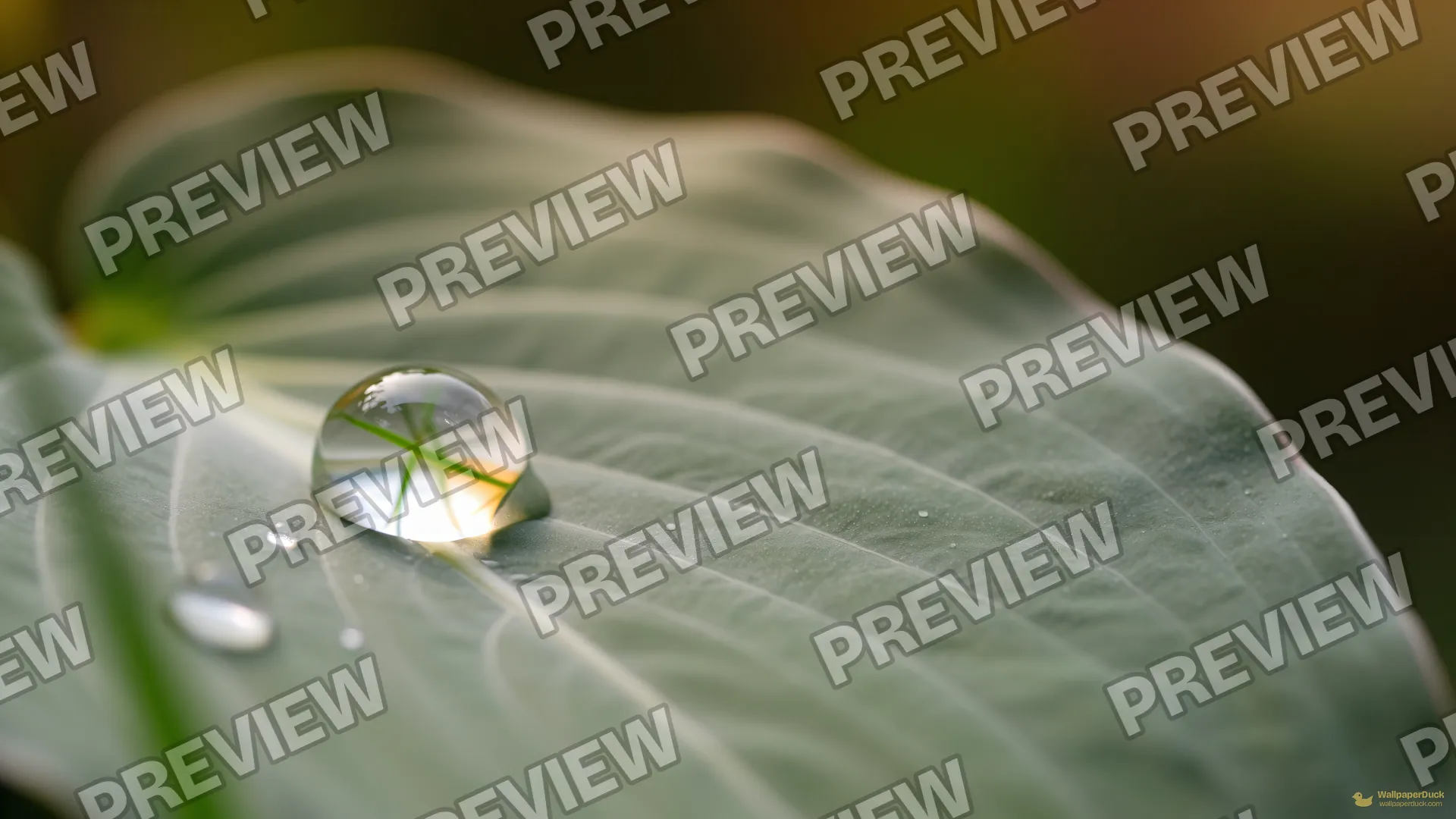 Hosta Droplet Tension — Botanical macro 4K wallpaper