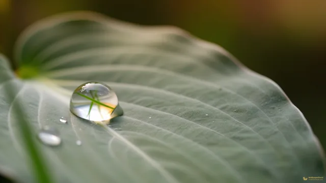 Hosta Droplet Tension — Botanical macro 4K wallpaper
