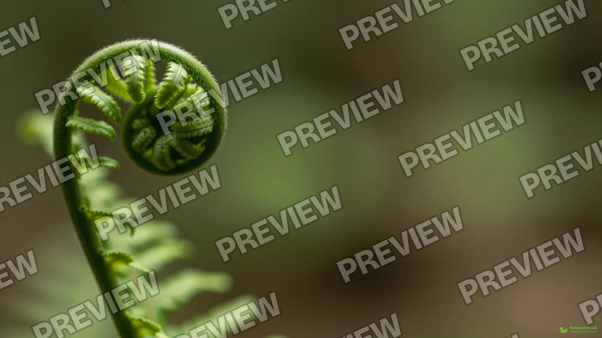 Unfurling Fern Frond Macro — Botanical macro 4K wallpaper