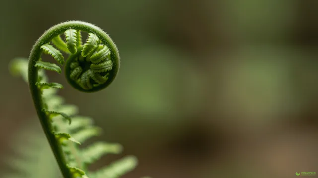 Unfurling Fern Frond Macro — Botanical macro 4K wallpaper