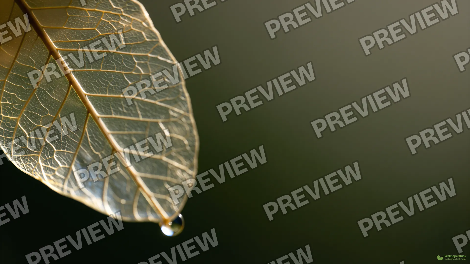 Translucent Fern Petal — Botanical macro 4K wallpaper