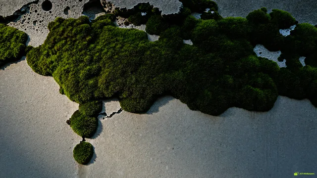 Concrete Moss Macro — Rustic concrete texture 4K wallpaper