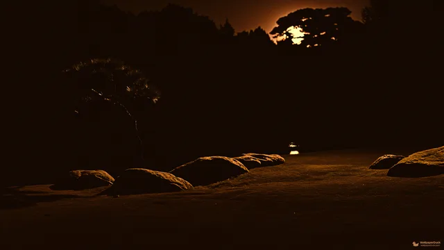 Midnight Pine Shadow — Japanese aesthetic 4K wallpaper