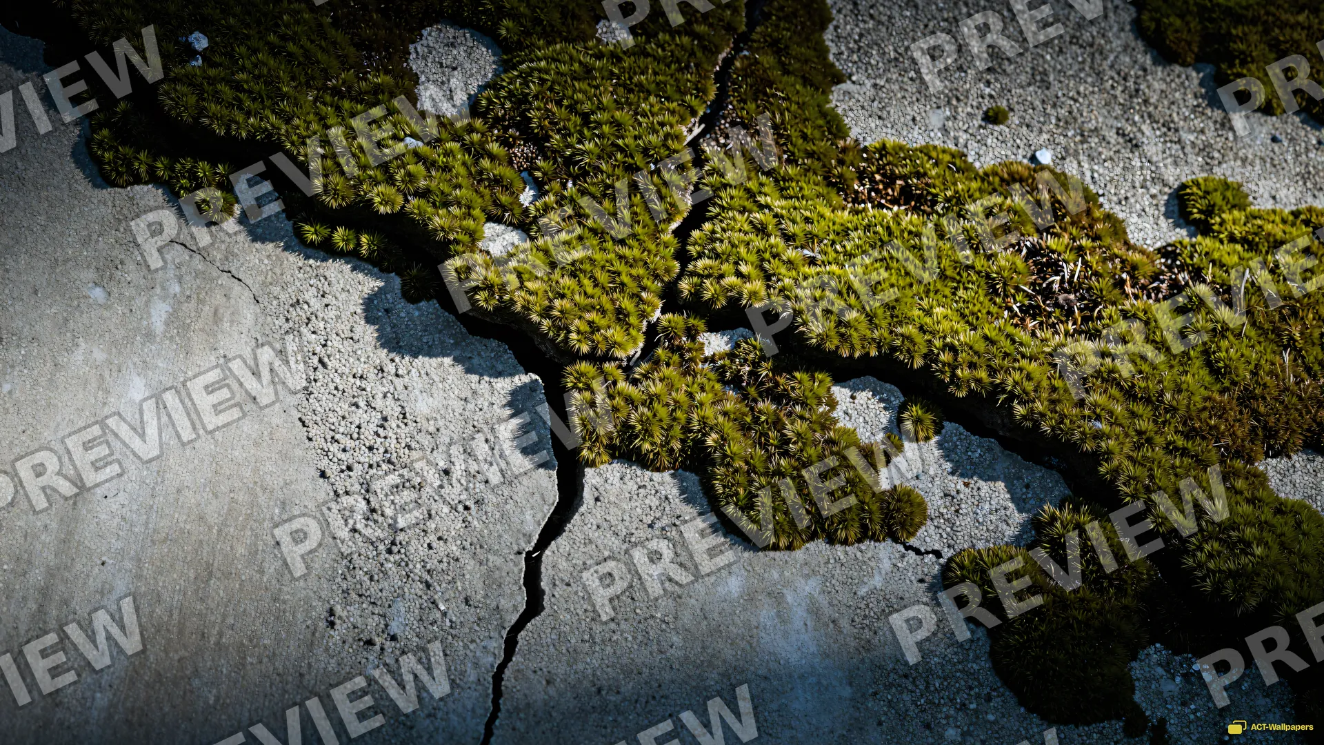 Concrete Moss Macro — Rustic concrete texture 4K wallpaper