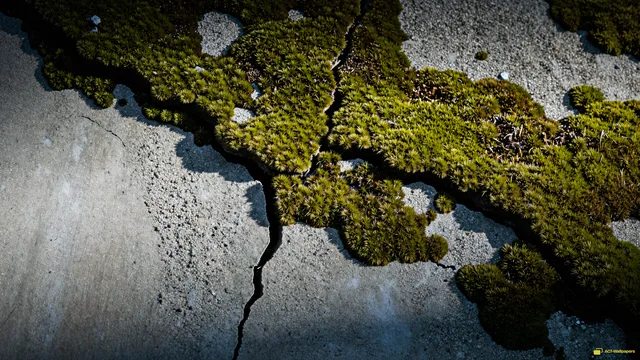 Concrete Moss Macro — Rustic concrete texture 4K wallpaper