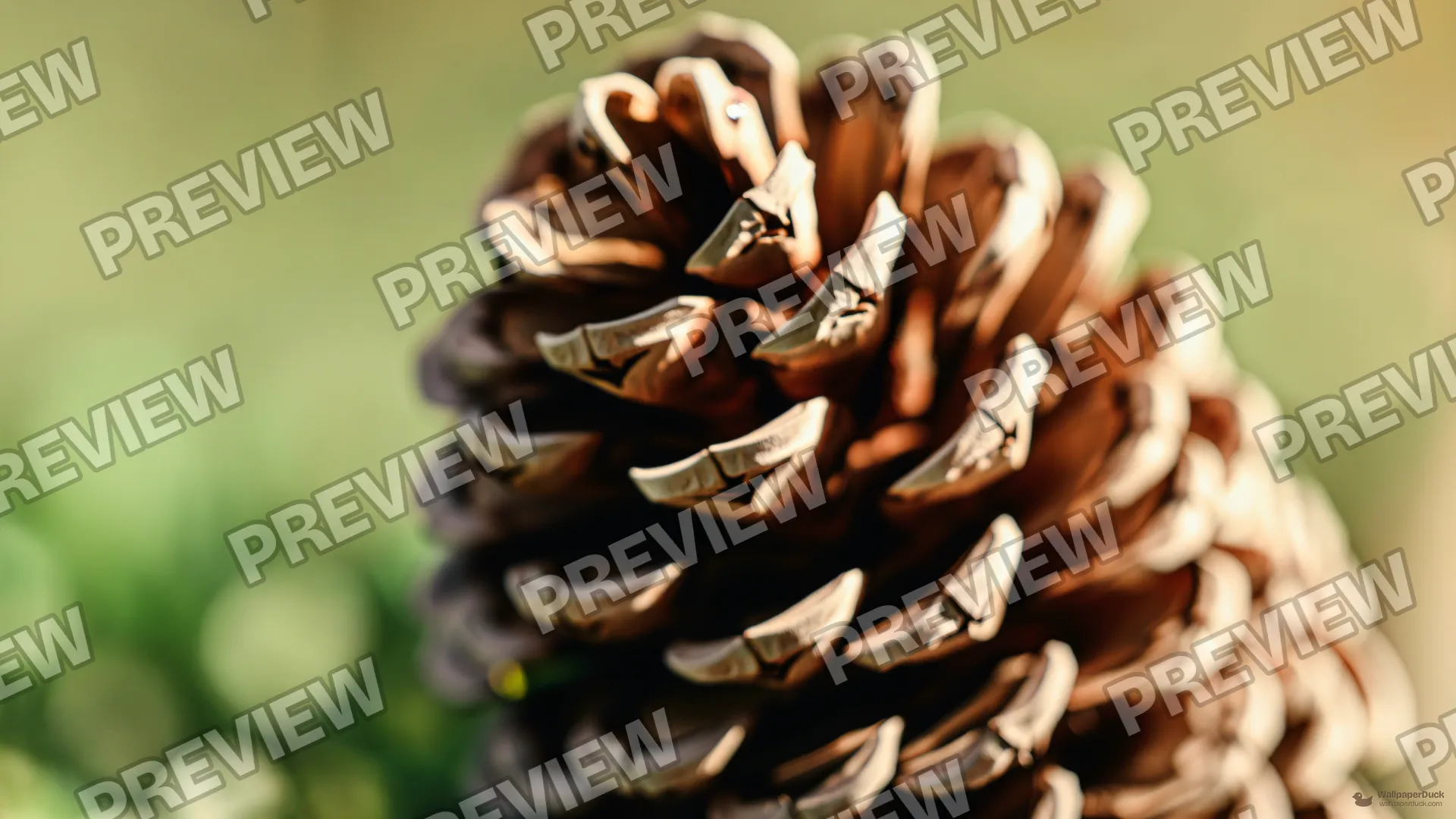 Pinecone Resin Macro — Botanical macro 4K wallpaper